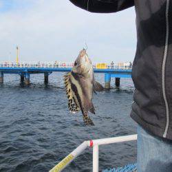 オリジナルメーカー海づり公園(市原市海づり施設) 釣果
