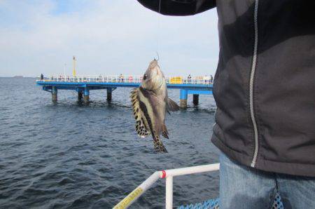 オリジナルメーカー海づり公園(市原市海づり施設) 釣果