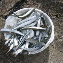 大阪南港海つり公園 釣果