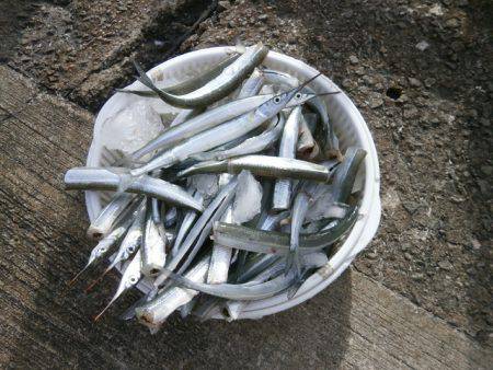 大阪南港海つり公園 釣果