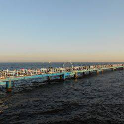 オリジナルメーカー海づり公園(市原市海づり施設) 釣果