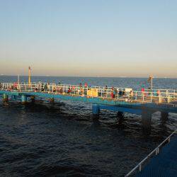 オリジナルメーカー海づり公園(市原市海づり施設) 釣果