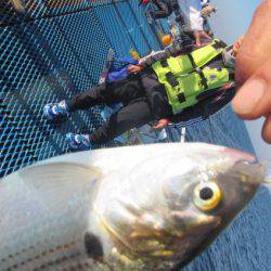 オリジナルメーカー海づり公園(市原市海づり施設) 釣果