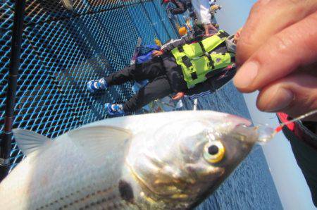 オリジナルメーカー海づり公園(市原市海づり施設) 釣果
