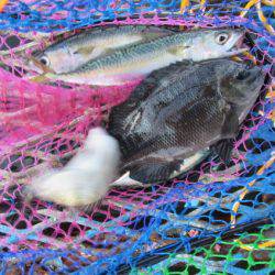 オリジナルメーカー海づり公園(市原市海づり施設) 釣果