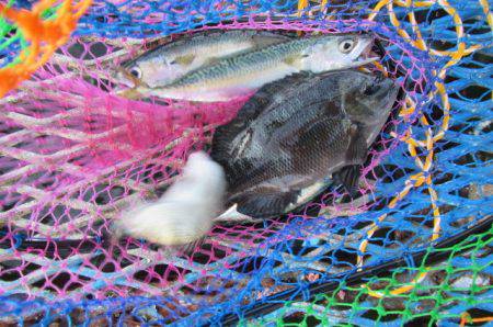 オリジナルメーカー海づり公園(市原市海づり…