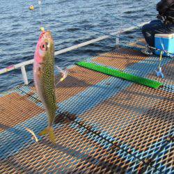 オリジナルメーカー海づり公園(市原市海づり施設) 釣果