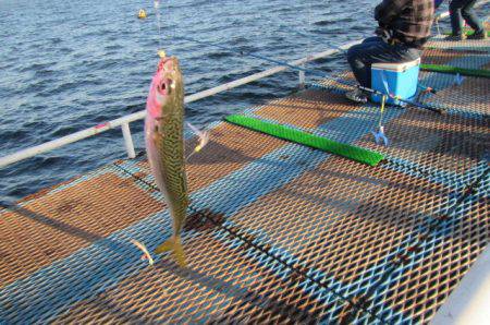 オリジナルメーカー海づり公園(市原市海づり施設) 釣果