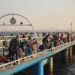 オリジナルメーカー海づり公園(市原市海づり施設) 釣果