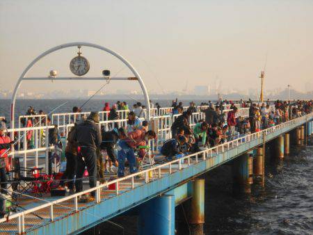 オリジナルメーカー海づり公園(市原市海づり施設) 釣果