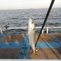 オリジナルメーカー海づり公園(市原市海づり施設) 釣果