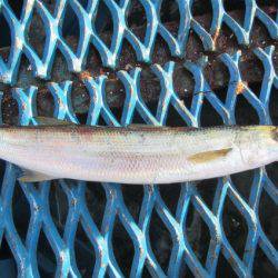 オリジナルメーカー海づり公園(市原市海づり施設) 釣果