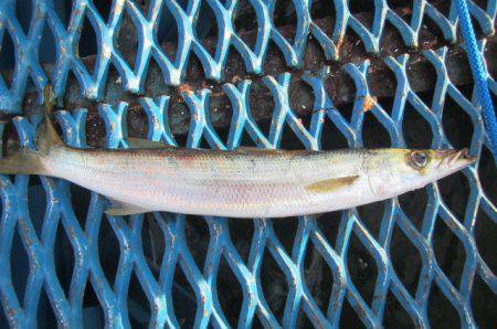 オリジナルメーカー海づり公園(市原市海づり施設) 釣果