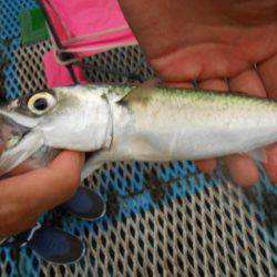 オリジナルメーカー海づり公園(市原市海づり施設) 釣果