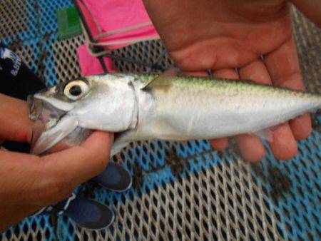 オリジナルメーカー海づり公園(市原市海づり施設) 釣果