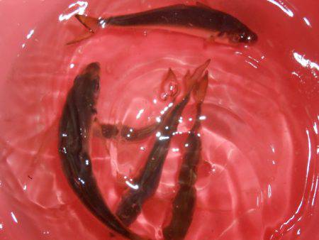 オリジナルメーカー海づり公園(市原市海づり施設) 釣果