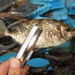 オリジナルメーカー海づり公園(市原市海づり施設) 釣果