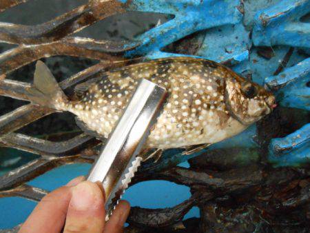 オリジナルメーカー海づり公園(市原市海づり…