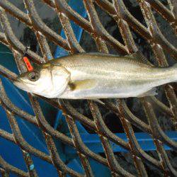 オリジナルメーカー海づり公園(市原市海づり施設) 釣果