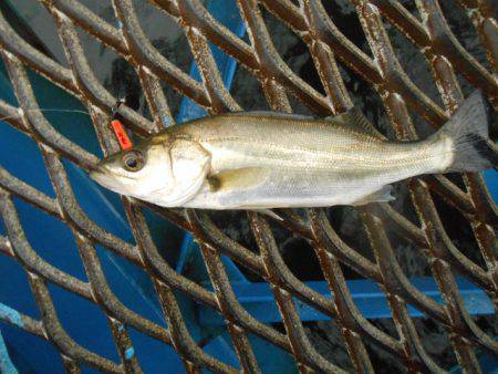 オリジナルメーカー海づり公園(市原市海づり施設) 釣果