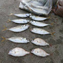 大阪南港海つり公園 釣果