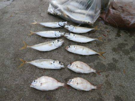 大阪南港海つり公園 釣果