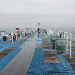 オリジナルメーカー海づり公園(市原市海づり施設) 釣果