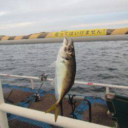 オリジナルメーカー海づり公園(市原市海づり施設) 釣果