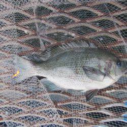 オリジナルメーカー海づり公園(市原市海づり施設) 釣果