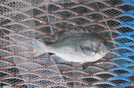 オリジナルメーカー海づり公園(市原市海づり施設) 釣果