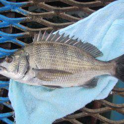 オリジナルメーカー海づり公園(市原市海づり施設) 釣果