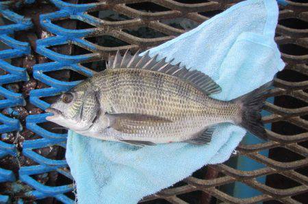オリジナルメーカー海づり公園(市原市海づり施設) 釣果