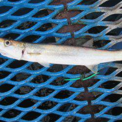 オリジナルメーカー海づり公園(市原市海づり施設) 釣果