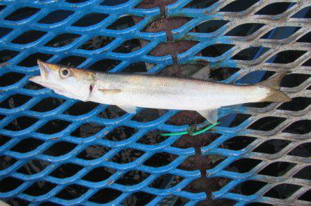 オリジナルメーカー海づり公園(市原市海づり施設) 釣果