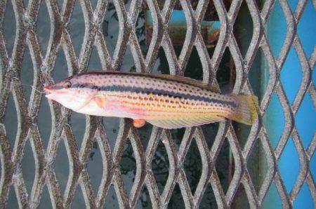 オリジナルメーカー海づり公園(市原市海づり施設) 釣果