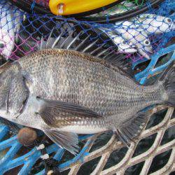 オリジナルメーカー海づり公園(市原市海づり施設) 釣果