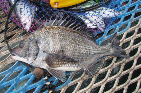 オリジナルメーカー海づり公園(市原市海づり施設) 釣果