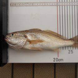 オリジナルメーカー海づり公園(市原市海づり施設) 釣果