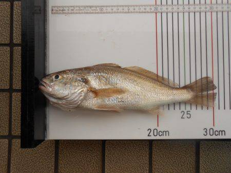 オリジナルメーカー海づり公園(市原市海づり施設) 釣果