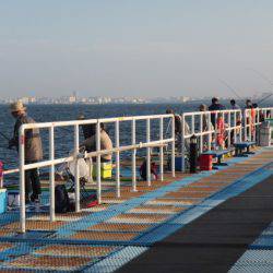 オリジナルメーカー海づり公園(市原市海づり施設) 釣果