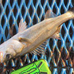 オリジナルメーカー海づり公園(市原市海づり施設) 釣果