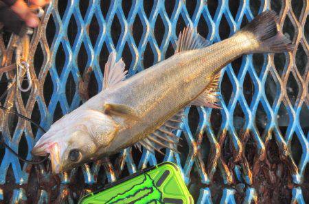 オリジナルメーカー海づり公園(市原市海づり施設) 釣果