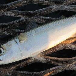 オリジナルメーカー海づり公園(市原市海づり施設) 釣果