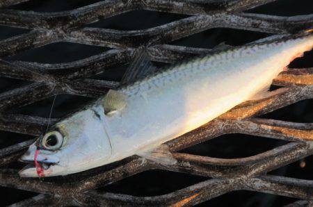 オリジナルメーカー海づり公園(市原市海づり施設) 釣果