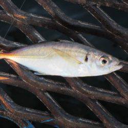 オリジナルメーカー海づり公園(市原市海づり施設) 釣果