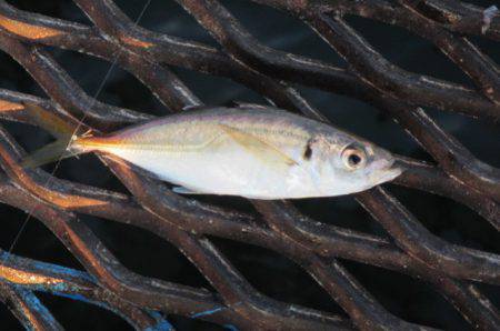 オリジナルメーカー海づり公園(市原市海づり施設) 釣果