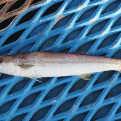 オリジナルメーカー海づり公園(市原市海づり施設) 釣果