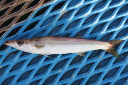 オリジナルメーカー海づり公園(市原市海づり施設) 釣果