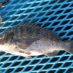 オリジナルメーカー海づり公園(市原市海づり施設) 釣果