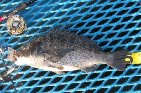 オリジナルメーカー海づり公園(市原市海づり…